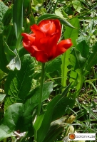 Tulipa greigii