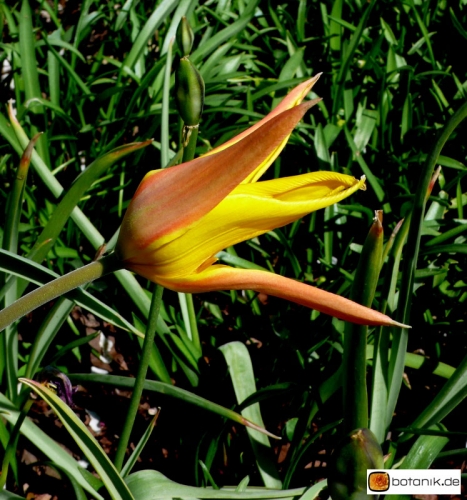 Tulipa humilis Persian Perl