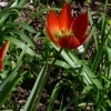 Tulipa whittalii --