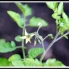 Lycopersicon pimpinellifolium -- Wildtomate