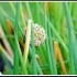 Allium fistulosum -- Lauchzwiebel